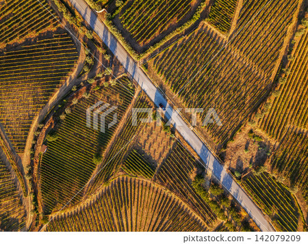 Geometric vineyard terraces and road crossing in Douro Valley Portugal Geometric vineyard terraces and road crossing in Douro Valley Portugal 142079209