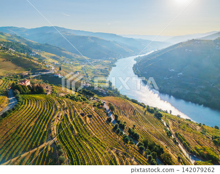 Terraced vineyards and Douro River in sunrise light Portugal 142079262