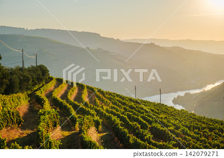Douro River sunrise behind vineyard rows in Douro Valley Douro River sunrise behind vineyard rows in Douro Valley 142079271