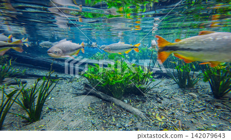 Freshwater fish swimming over a wide variety of aquatic plants in Bonito's natural aquarium. Freshwater fish swimming over a wide variety of aquatic plants in Bonito's natural aquarium. 142079643