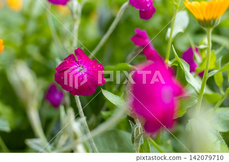Rose campion flowers blooming in a vibrant summer garden Rose campion flowers blooming in a vibrant summer garden 142079710