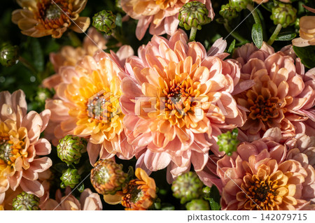 Blooming chrysanthemum flowers with water drops in garden Blooming chrysanthemum flowers with water drops in garden 142079715