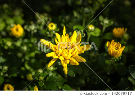 Yellow chrysanthemum flower blooming with water droplets Yellow chrysanthemum flower blooming with water droplets 142079717