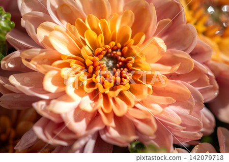 Orange and pink chrysanthemum flower blooming with dew drops Orange and pink chrysanthemum flower blooming with dew drops 142079718
