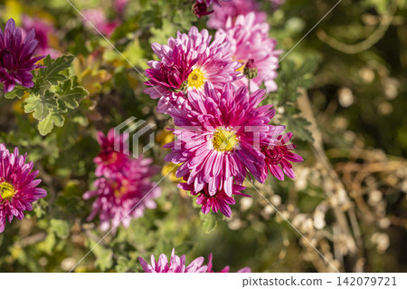 Pink chrysanthemum flowers blooming in an autumn garden Pink chrysanthemum flowers blooming in an autumn garden 142079721