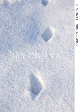 Fresh footprints tracking path in winter snow Fresh footprints tracking path in winter snow 142079723