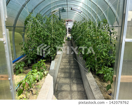 Greenhouse with tomato and pepper plants growing in raised beds Greenhouse with tomato and pepper plants growing in raised beds 142079762