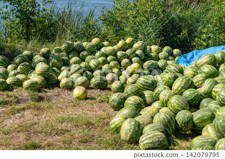 Large pile of striped green watermelons harvested on grass near river bank Large pile of striped green watermelons harvested on grass near river bank 142079795