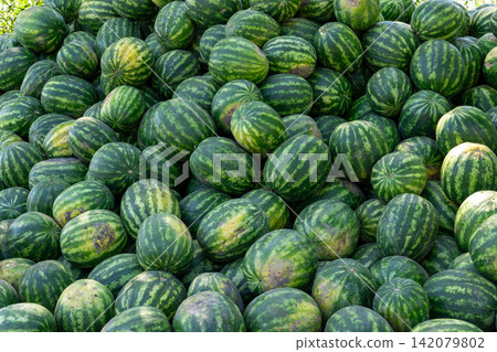 Full frame pattern of stacked fresh green watermelons at agricultural market Full frame pattern of stacked fresh green watermelons at agricultural market 142079802