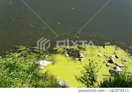 Overgrown river bank covered with green duckweed and stones under sunlight Overgrown river bank covered with green duckweed and stones under sunlight 142079811