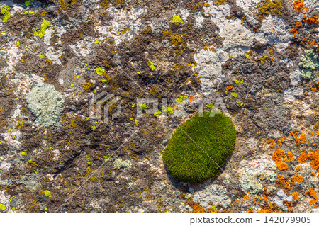 Close-up of Rock Surface with Colorful Lichen and Green Moss Close-up of Rock Surface with Colorful Lichen and Green Moss 142079905