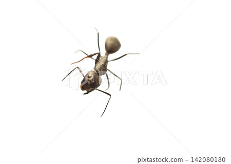 A large black ant. A large black ant. 142080180