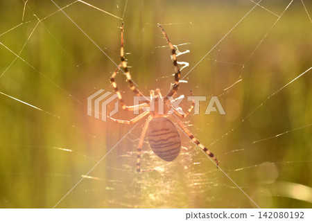 A large striped spider called the Wasp. A large striped spider called the Wasp. 142080192