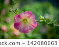 Rose bud of hollyhock in the garden 142080663