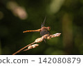 A dragonfly sitting on the grass 142080879