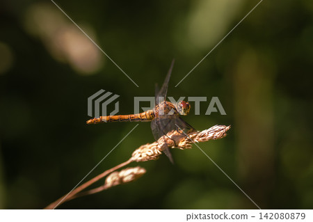 A dragonfly sitting on the grass A dragonfly sitting on the grass 142080879