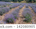 Blooming Lavender Field in Summer with Purple Flower Rows. 142080905
