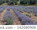Blooming Lavender Field in Summer with Purple Flower Rows. 142080906