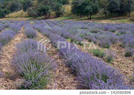 Blooming Lavender Field in Summer with Purple Flower Rows. Blooming Lavender Field in Summer with Purple Flower Rows. 142080906