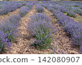 Blooming Lavender Field in Summer with Purple Flower Rows. 142080907