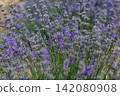 Blooming Lavender Field in Summer with Purple Flower Rows. 142080908