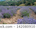 Blooming Lavender Field in Summer with Purple Flower Rows. 142080910