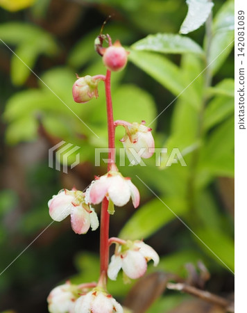 Pyrola incarnata (20260803074412) Pyrola incarnata (20260803074412) 142081089