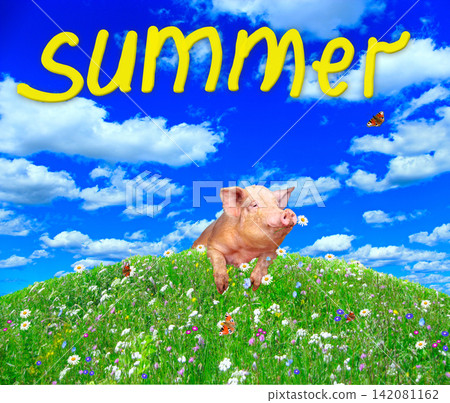 Funny pig looking out from behind hill in summer meadow. Amusing piglet Funny pig looking out from behind hill in summer meadow. Amusing piglet 142081162