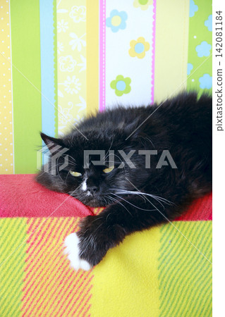 Lazy black cat laying on colored back of sofa Lazy black cat laying on colored back of sofa 142081184