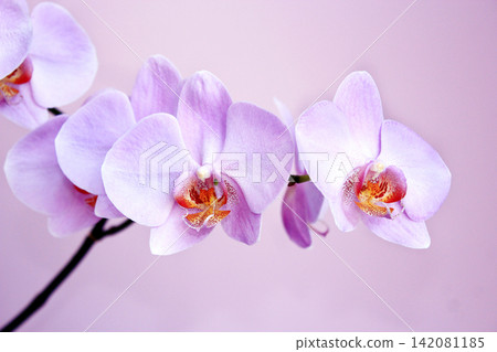 Pink orchid. Branch of blooming decorative flower Pink orchid. Branch of blooming decorative flower 142081185