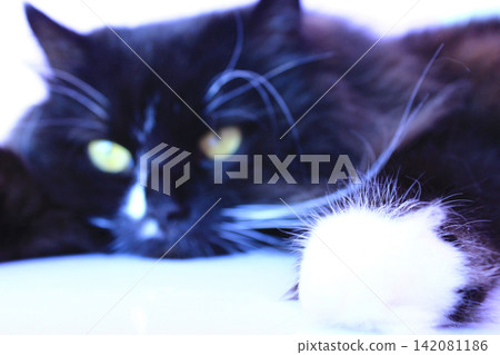 Feline muzzle lying and sleeping. Cat close up Feline muzzle lying and sleeping. Cat close up 142081186
