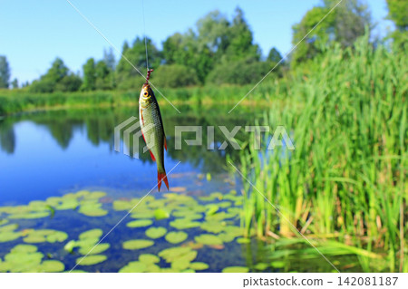 Caught rudd hanging on hook and summer pond on background Caught rudd hanging on hook and summer pond on background 142081187