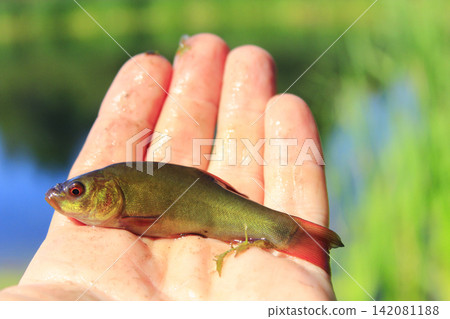 Young fish of tench lying on human hand Young fish of tench lying on human hand 142081188
