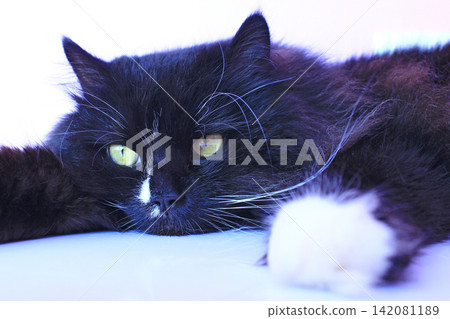 Cat laying on pink background. Domestic pet Cat laying on pink background. Domestic pet 142081189