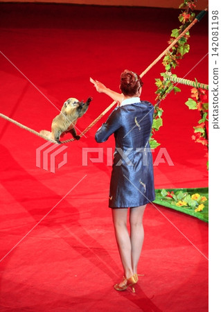 Nasough in circus. Small rodent making tricks on rope and beautiful tamer 142081198