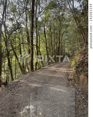 A forest path bathed in dappled sunlight and lush greenery. A forest path bathed in dappled sunlight and lush greenery. 142081334