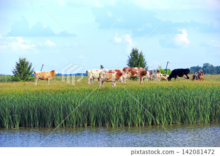Cows on pasture near lake. Beautiful summer landscape 142081472