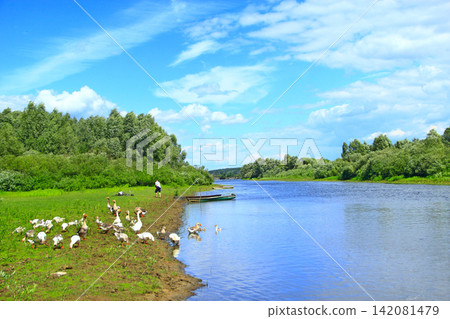 Summer landscape with river and grazing geese Summer landscape with river and grazing geese 142081479