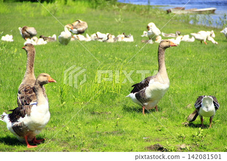 Geese on meadow near river. Farm birds Geese on meadow near river. Farm birds 142081501