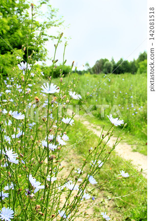 Blue flowers of Cichorium blooming at rural path Blue flowers of Cichorium blooming at rural path 142081518