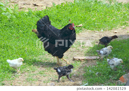 Small chickens eating in poultry near mother hen. Domestic birds Small chickens eating in poultry near mother hen. Domestic birds 142081529