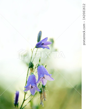 Bluebells in drops of dew. Flowers of campanula. Wildflowers at dawn Bluebells in drops of dew. Flowers of campanula. Wildflowers at dawn 142081612