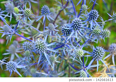 Thorny plant of Eryngium. Medicinal plant in summer. Seasonal flowers Thorny plant of Eryngium. Medicinal plant in summer. Seasonal flowers 142081613
