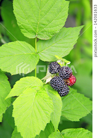 Black raspberry berries. Ripe Rubus occidentalis on bush Black raspberry berries. Ripe Rubus occidentalis on bush 142081633