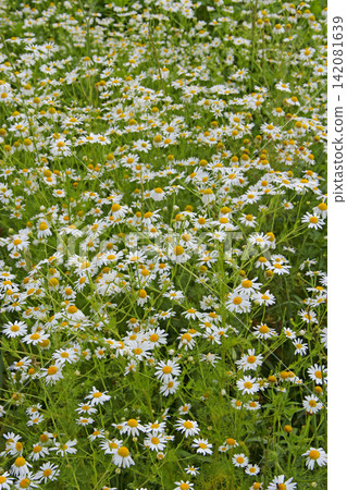 Flowers of white beautiful chamomiles blossoming in field. Beautiful summer field Flowers of white beautiful chamomiles blossoming in field. Beautiful summer field 142081639
