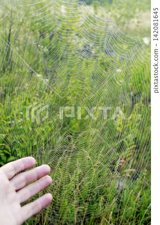 Human hand indicating to big spider's web with drops of dew at dawn Human hand indicating to big spider's web with drops of dew at dawn 142081645