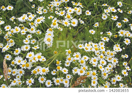 Flowers of white beautiful chamomiles blossoming in field Flowers of white beautiful chamomiles blossoming in field 142081655