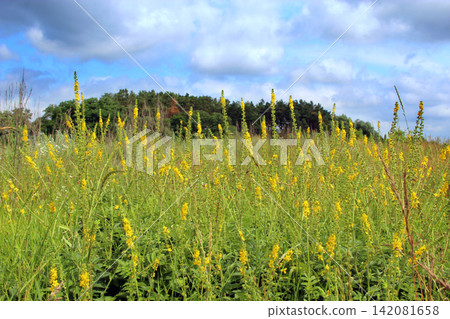 Agrimonia eupatoria blossoming in field near forest. Medicinal plant Agrimonia eupatoria blossoming in field near forest. Medicinal plant 142081658