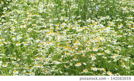 Flowers of white beautiful chamomiles blossoming in field 142081659