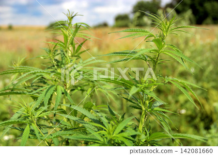 Cannabis ruderalis growing in bush in summer field Cannabis ruderalis growing in bush in summer field 142081660
